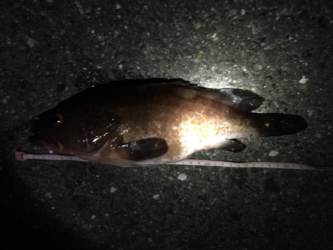 魚影が濃い釣り場である