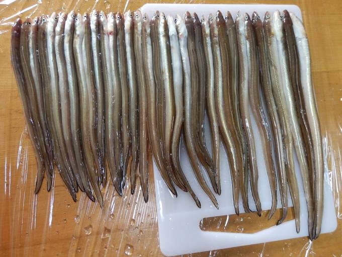 久々の釣りでアナゴ爆釣